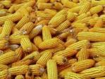Corn